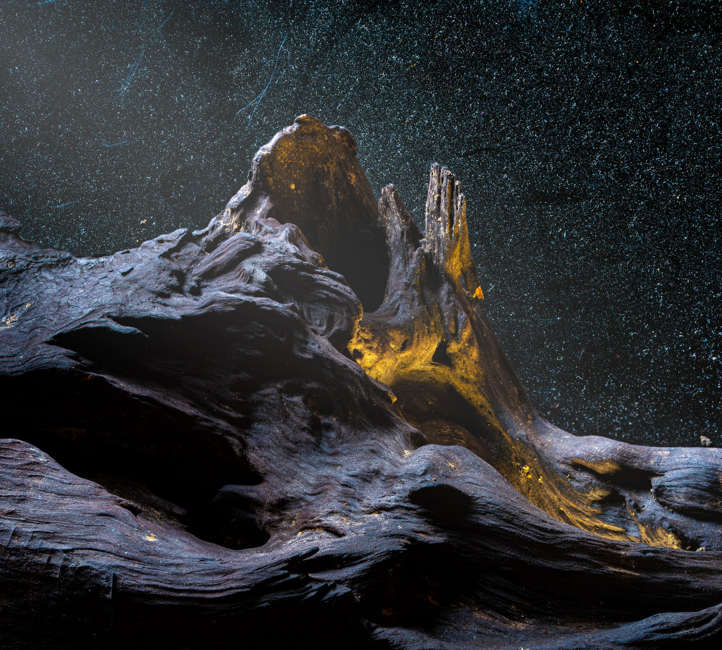 Mango Root no. 10 - Johann Guasch