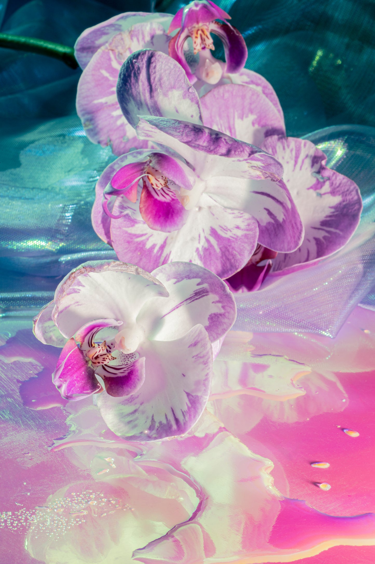 Tihaya - Sandra Dans