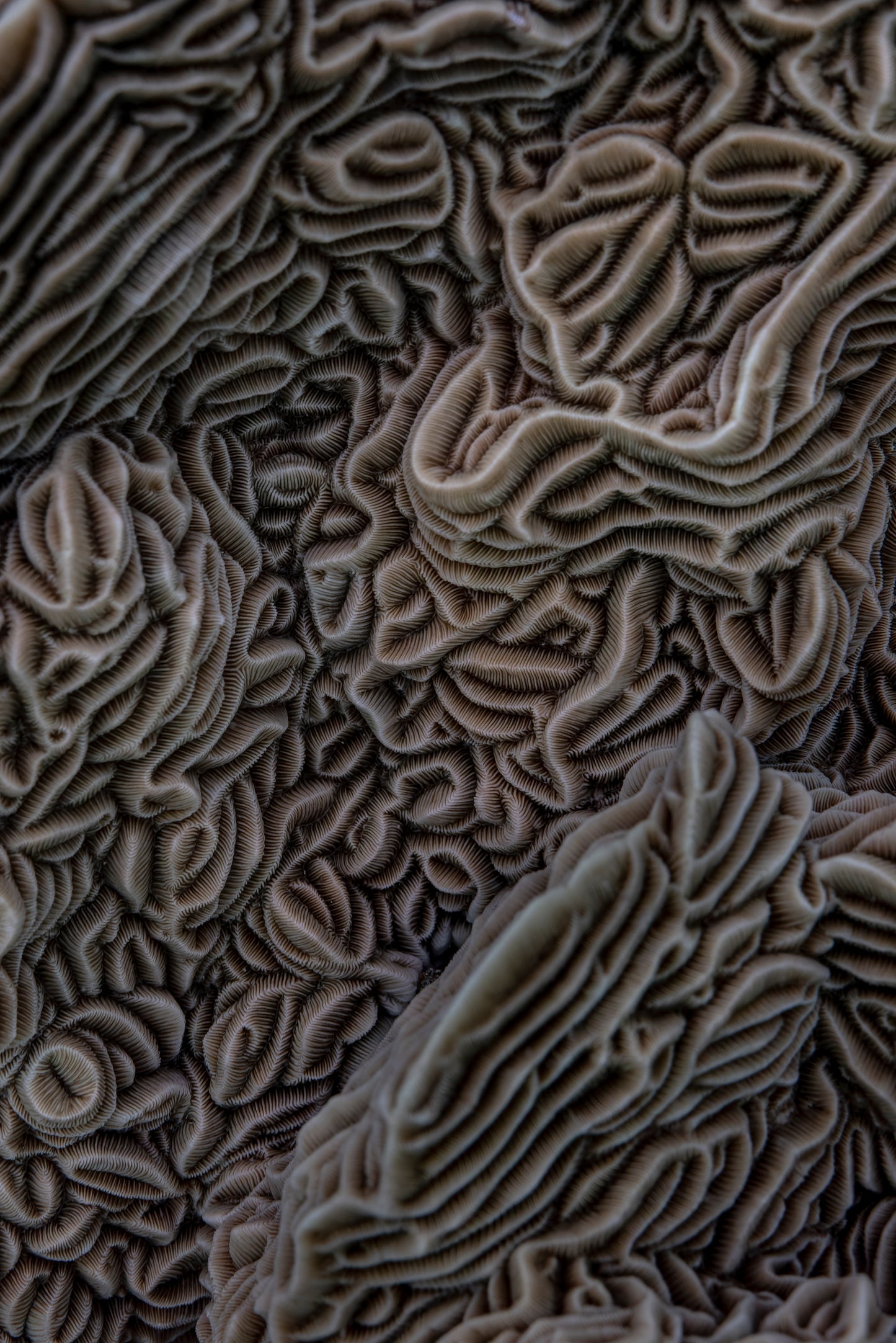 Coral structure (Pachyseris species) Palawan, 2021 - Katherine Jack