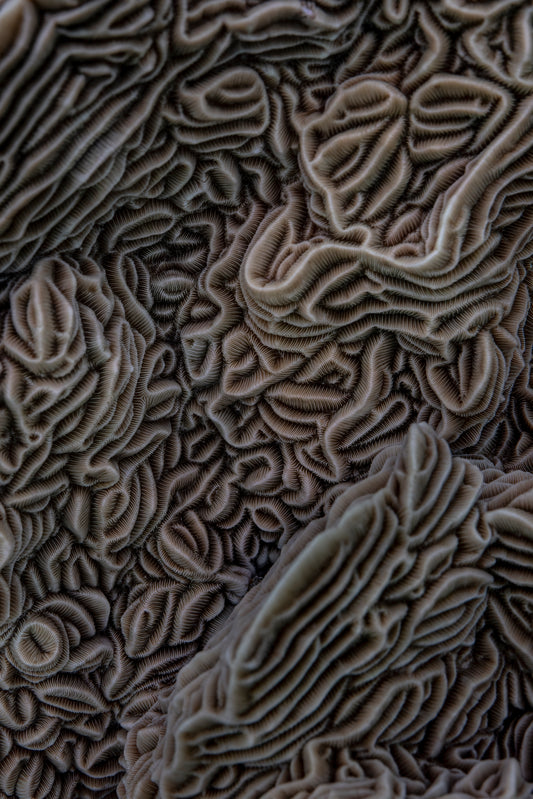 Coral structure (Pachyseris species) Palawan, 2021 - Katherine Jack