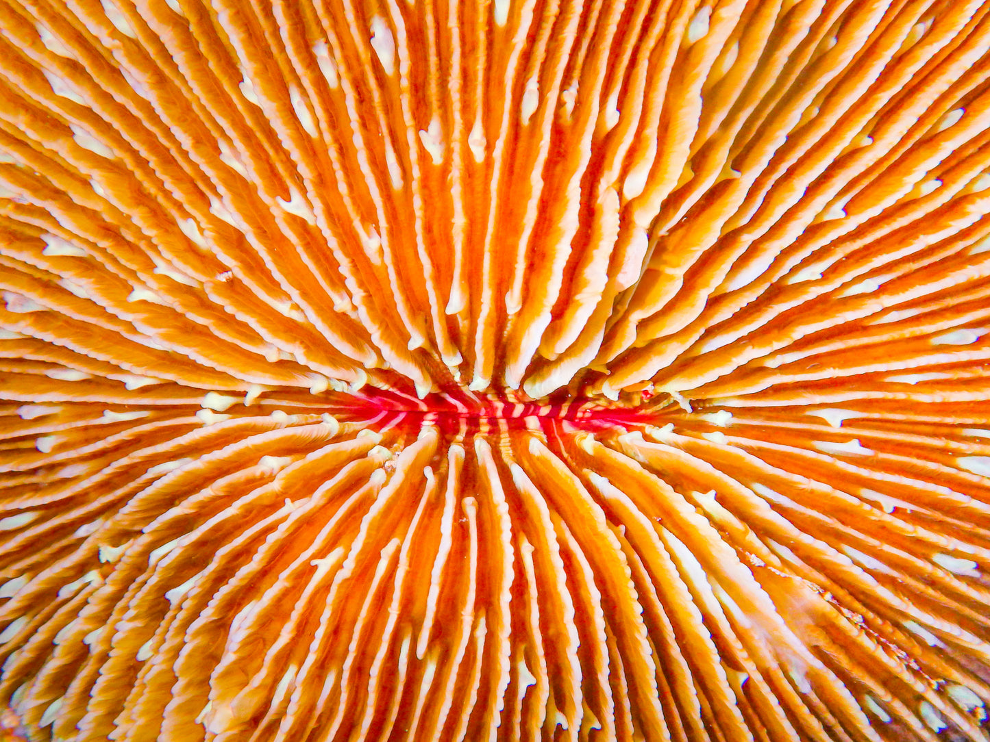 Fungia Sunset - Aeson Baldevia