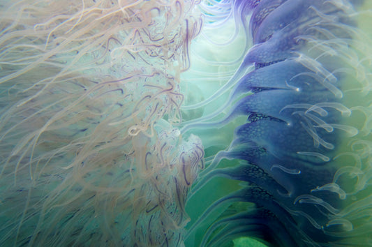 Labong-labong - Jason Apolonio