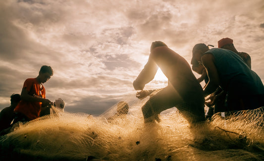 Net of Community - Alfred